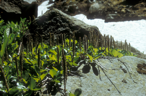 Chamisso's Willow (Salix chamissonis)