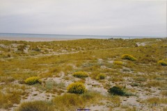 Anthyllis terniflora