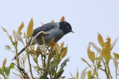 Pseudospingus verticalis