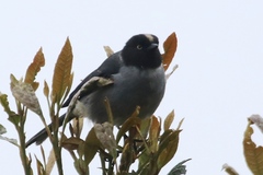Pseudospingus verticalis