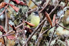 Phyllomyias nigrocapillus
