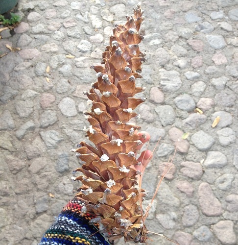 Mexican white pine