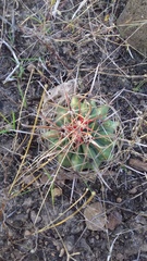 Ferocactus herrerae