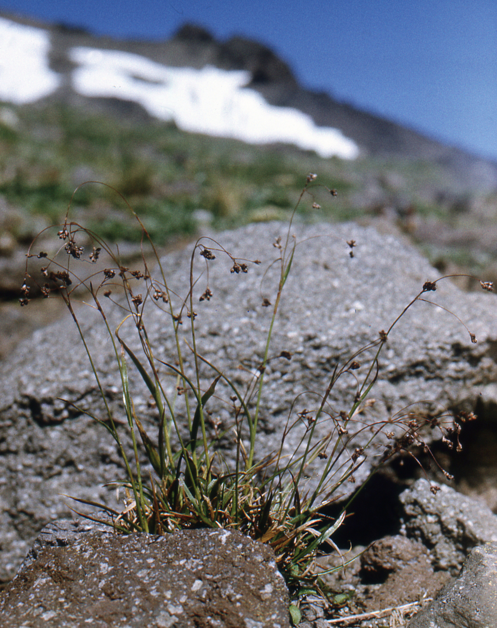 Curved Woodrush (Luzula arcuata)