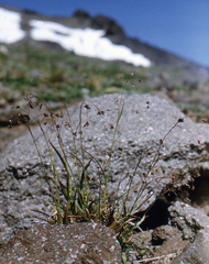 Luzula arcuata