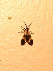 Dycladia correbioides