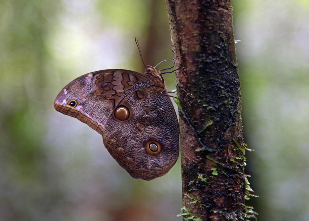 Catoblepia soranus