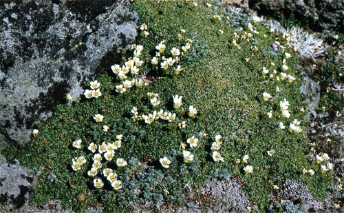 Alaskan pincushion plant (Diapensia obovata)