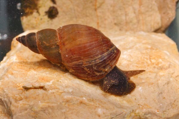 common European pondsnail
