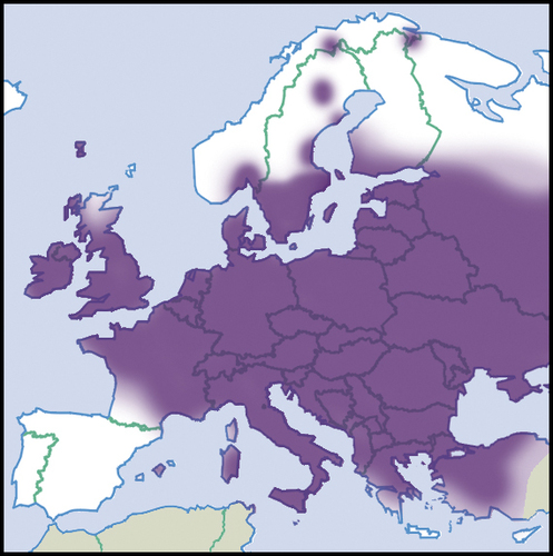 hybrid marsh pond snail