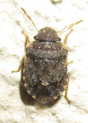 Sciocoris