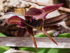 Chiloglottis grammata