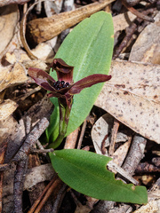 Chiloglottis grammata