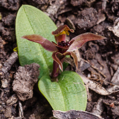 Chiloglottis grammata