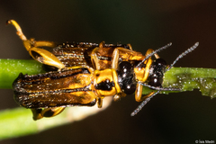 Megalopodidae