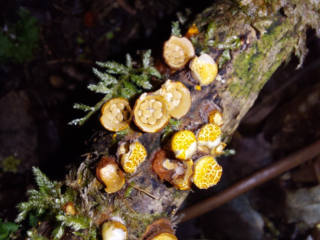 Crucibulum simile · October 2025 · photo: © catchwords (iNaturalist, cc-by)