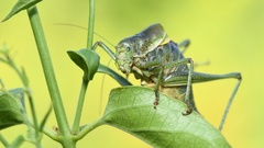 Polysarcus denticauda