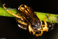 Megalopodidae