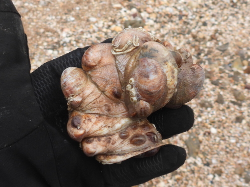 Crepidula fornicata