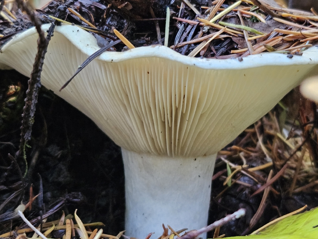 Russula brevipes · November 2025 · photo: © tser (iNaturalist, cc-by)