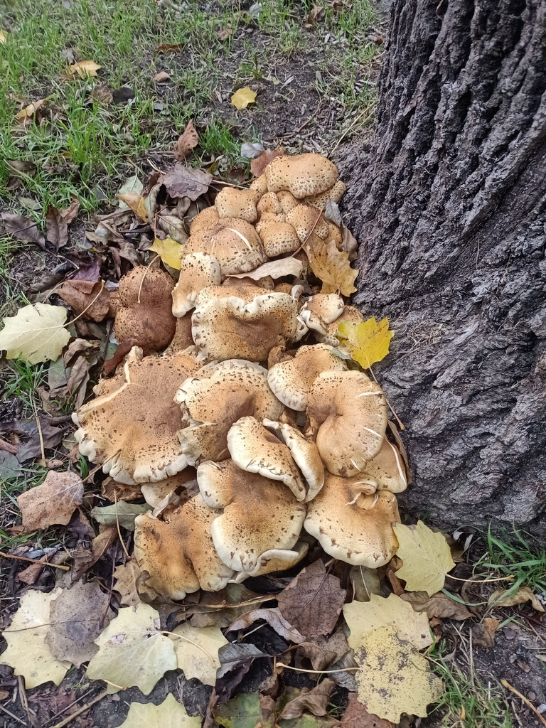 Pholiota squarrosa · November 2025 · photo: © piotr3 (iNaturalist, cc-by)
