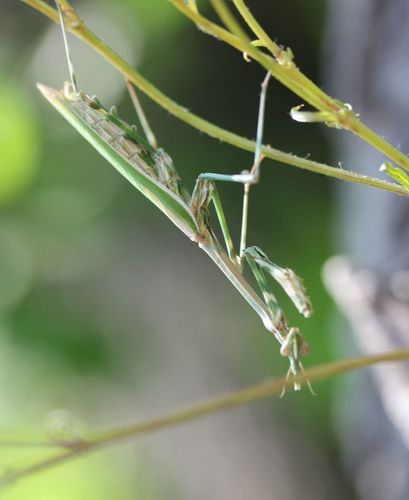Empusa pennicornis