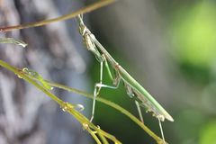 Empusa pennicornis