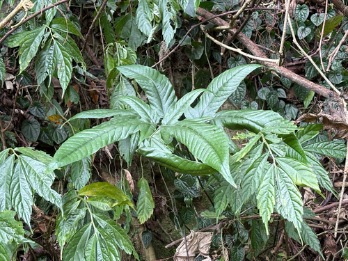 Tectaria simonsii (Tectaria simonsii)