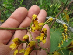 Cyrtochilum densiflorum