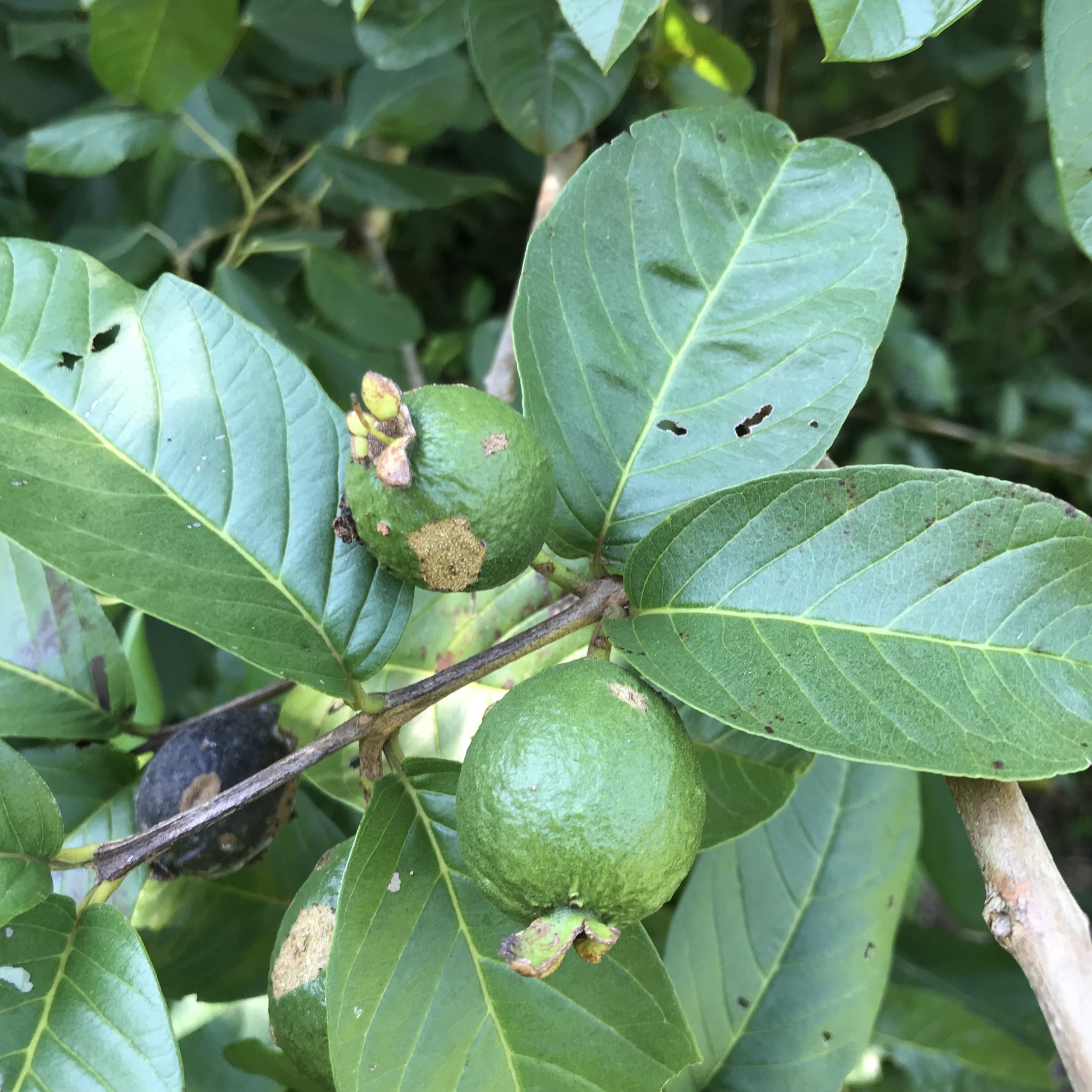 Psidium guajava