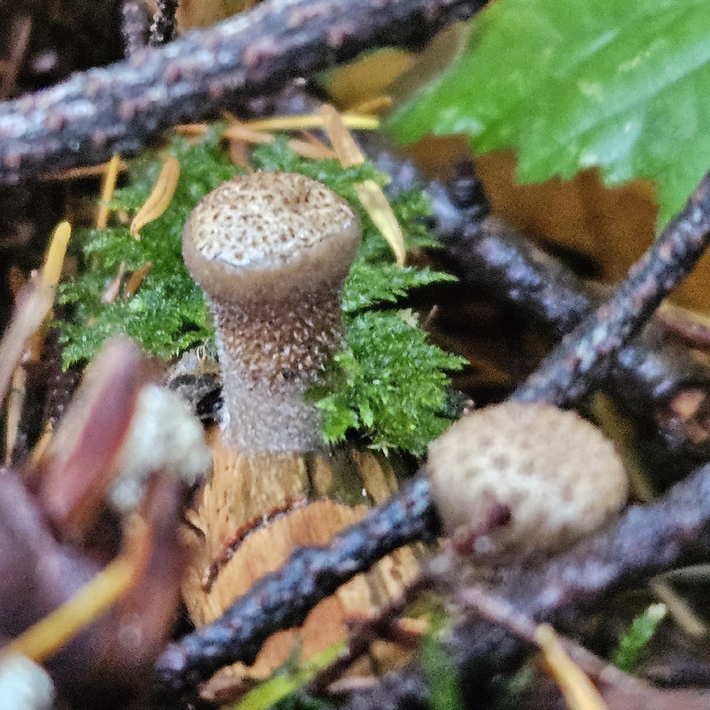 Nidula candida · November 2025 · photo: © tser (iNaturalist, cc-by)