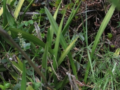 Cyrtochilum densiflorum