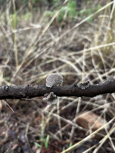 splitgill mushroom