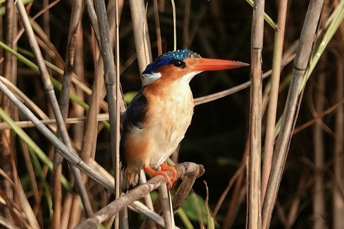 Malachite Kingfisher