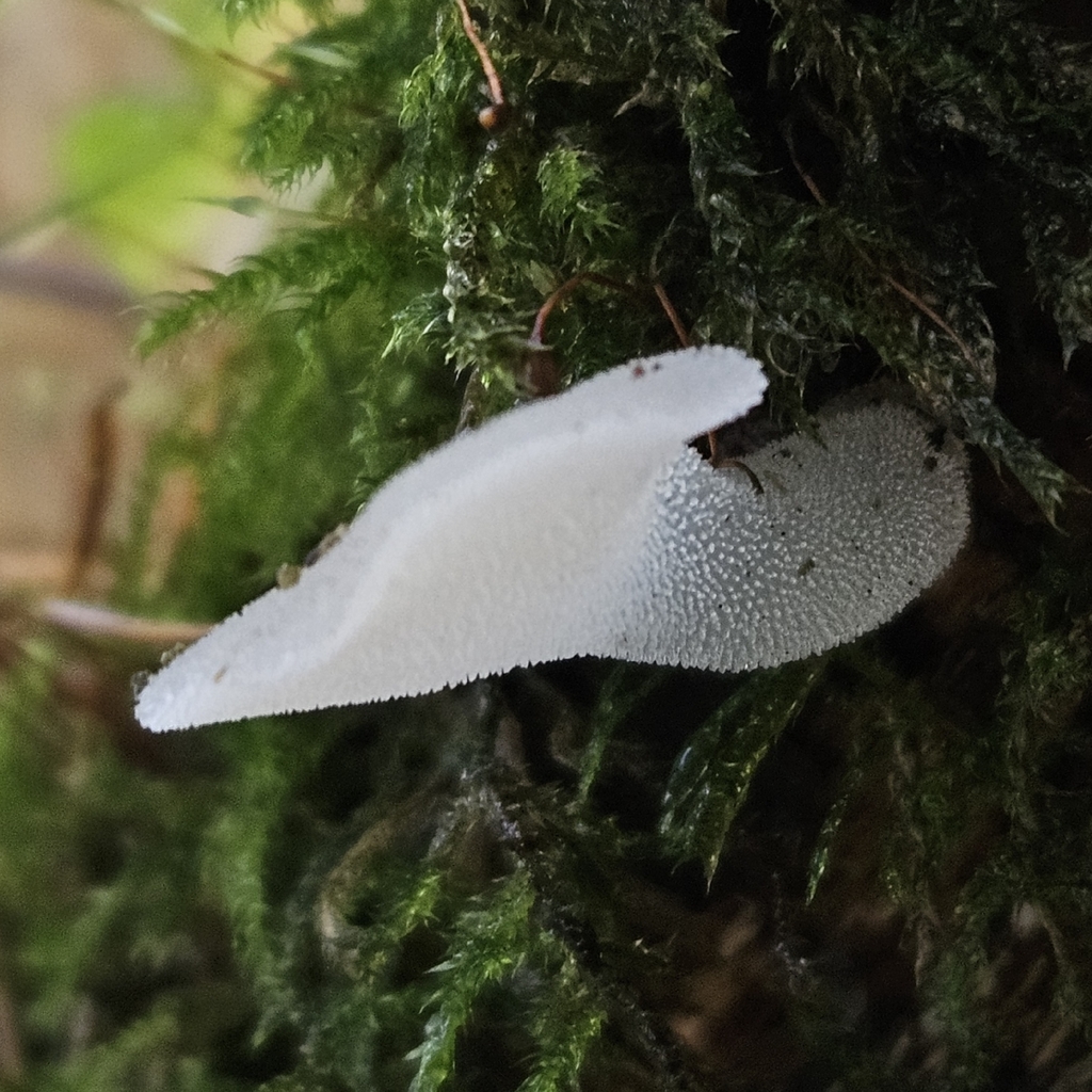 Pseudohydnum gelatinosum · November 2025 · photo: © tser (iNaturalist, cc-by)