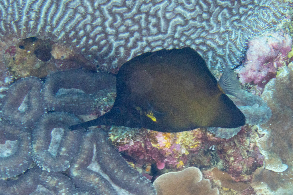 Big longnose butterflyfish (Forcipiger longirostris) — Chaetodontidae