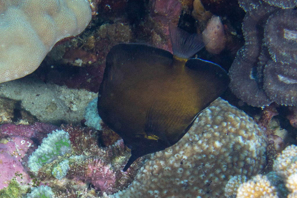 Photo of Longnose Butterflyfish (Forcipiger longirostris)