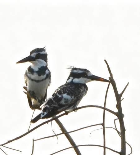 Pied Kingfisher