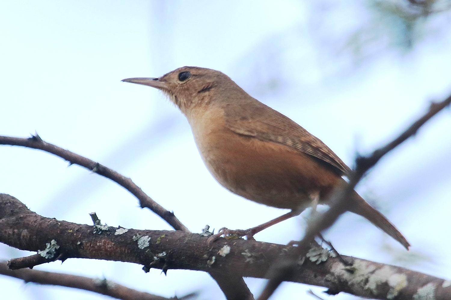 Troglodytes image