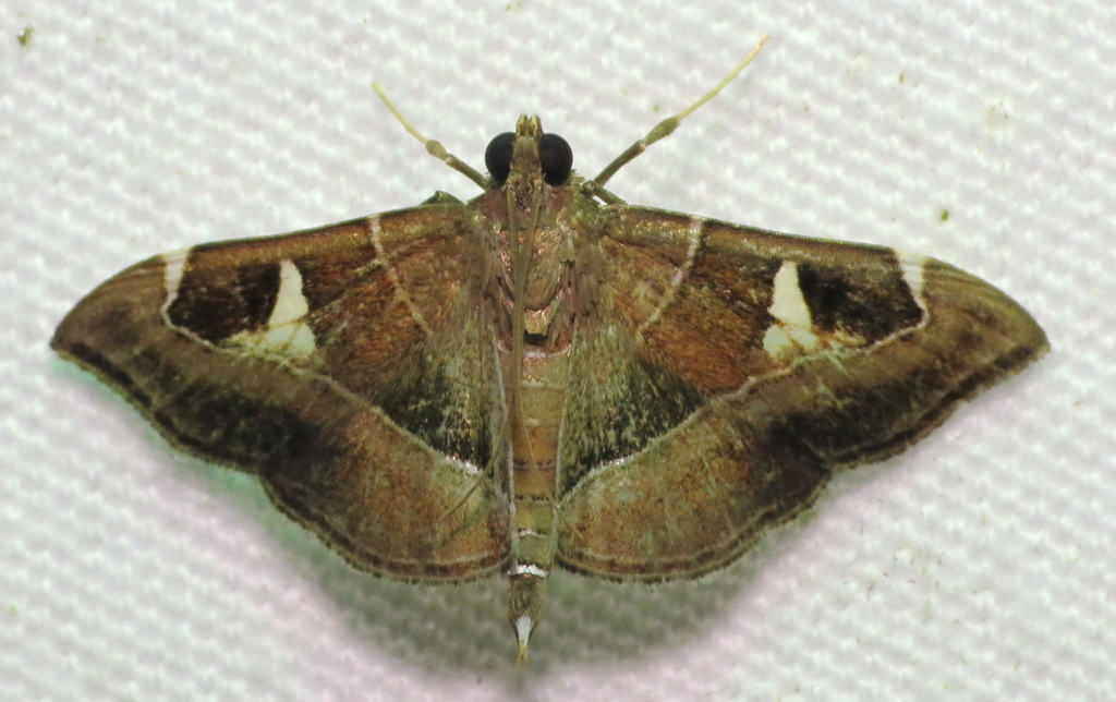 Lamprosema cayugalis