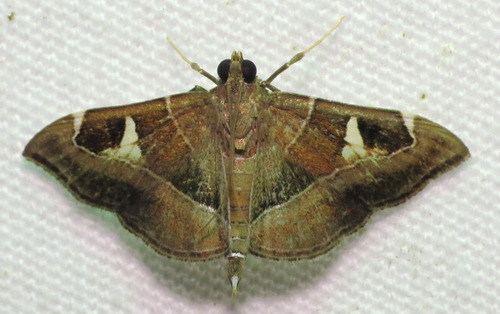 Lamprosema cayugalis
