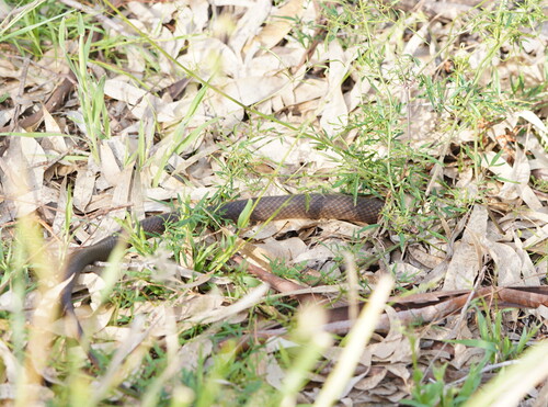 Eastern Brown Snake sighting