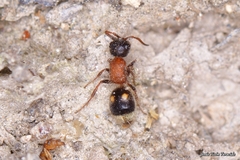 Bidecoloratilla iberica