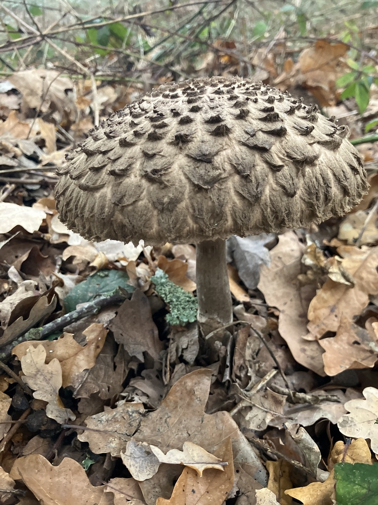 Chlorophyllum rhacodes