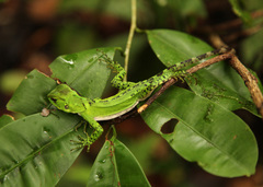 Enyalioides laticeps