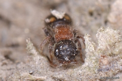 Bidecoloratilla iberica