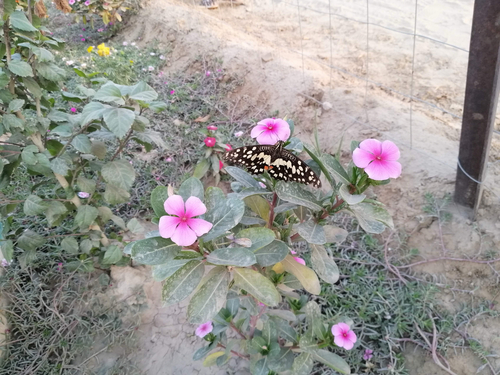 Lime Swallowtail