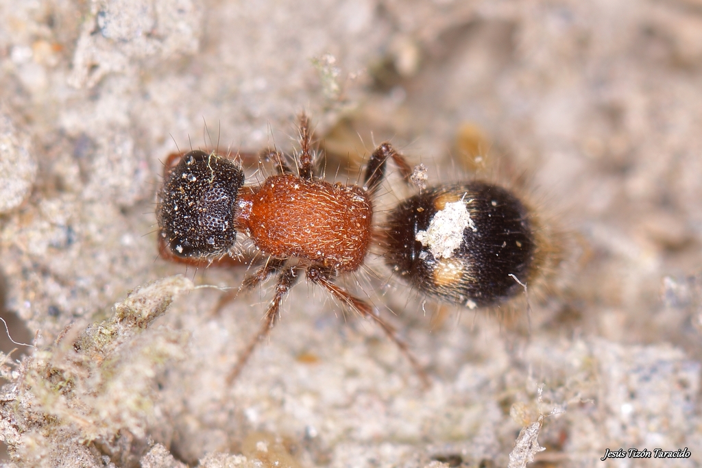 Myrmillinae
