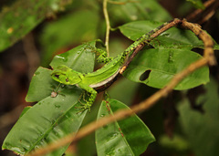 Enyalioides laticeps