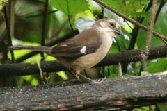 Atlapetes pallidiceps